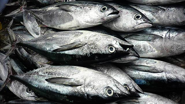 Xuất khẩu cá ngừ Tây Ban Nha giảm do ảnh hưởng bởi COVID19  VTVVN