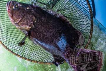 Cá mú bông - Cá mú nghệ - Giá 1kg bao nhiêu tiền